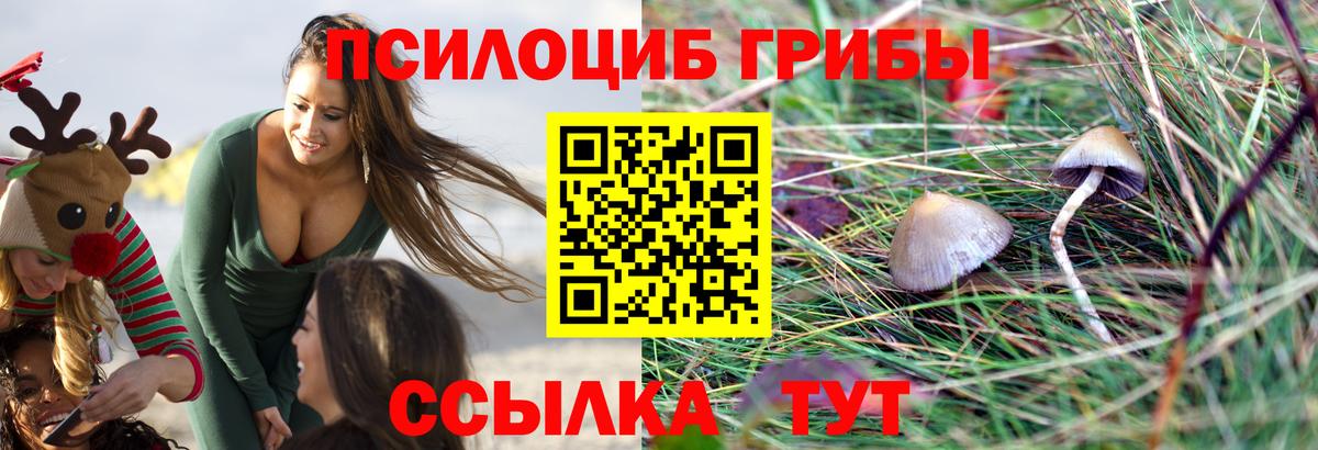 Коряжма  Псилоцибиновые грибы прущие грибы  Вход с VPN 